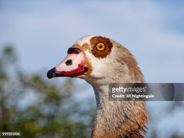egyptian goose - jill stock pictures, royalty-free photos & images