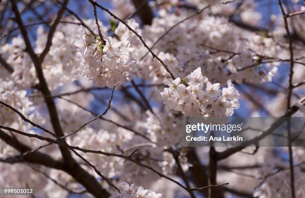 white cherry blossoms - larkin stock pictures, royalty-free photos & images