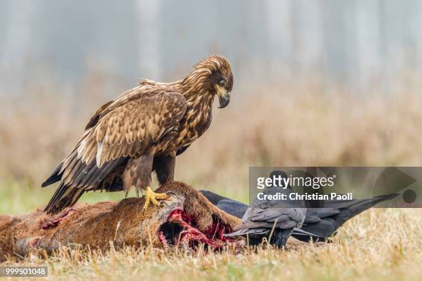 young eagle (haliaeetus albicilla), with ravens (corvus corax) on dead deer, masuria, poland - masuria stock pictures, royalty-free photos & images