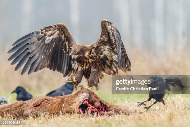 young eagle (haliaeetus albicilla), landing on dead deer, ravens (corvus corax), masuria, poland - mazury stockfoto's en -beelden