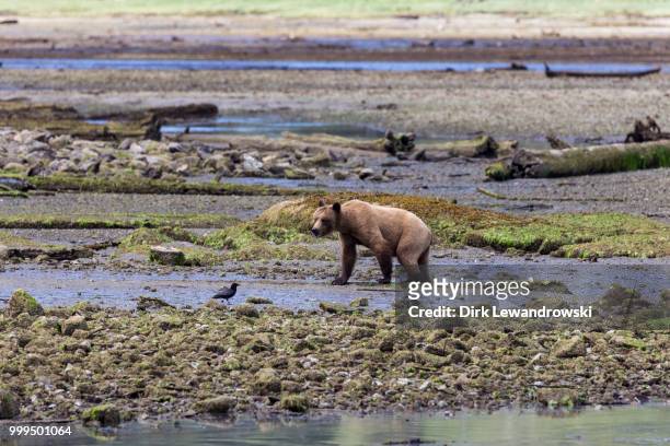 grizzly, glendale cove - dirk fotografías e imágenes de stock