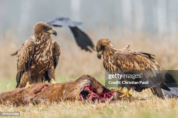 two young eagles (haliaeetus albicilla), on dead deer, masuria, poland - mazury stockfoto's en -beelden