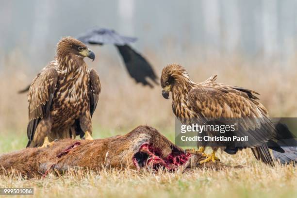two young eagles (haliaeetus albicilla), on dead deer, masuria, poland - masuria stock pictures, royalty-free photos & images