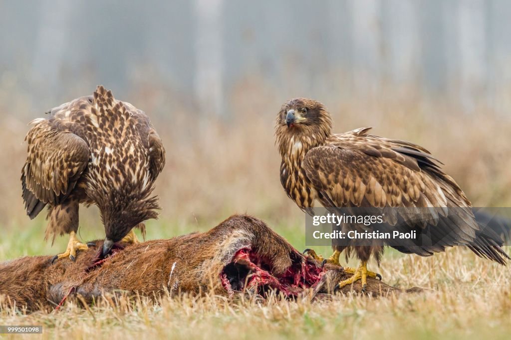Two young eagles (Haliaeetus albicilla), on dead deer, Masuria, Poland