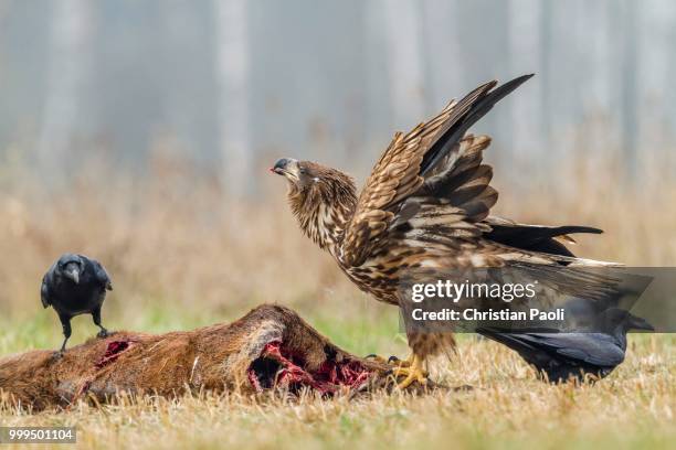 young eagle (haliaeetus albicilla), with ravens (corvus corax) on dead deer, masuria, poland - masuria stock-fotos und bilder