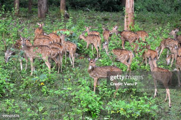 deer herd... - spotted deer stock pictures, royalty-free photos & images