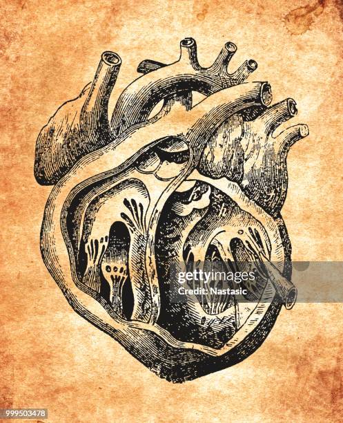 illustrations, cliparts, dessins animés et icônes de coeur humain - artère humaine