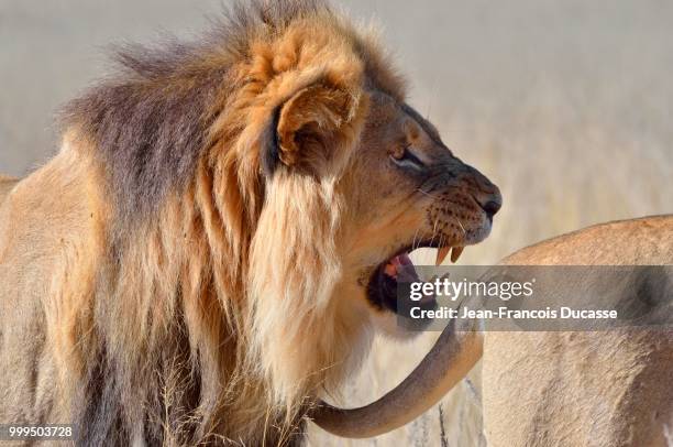 lion (panthera leo), roaring and following the tail of a lioness, kgalagadi transfrontier park, northern cape, south africa - hairy bum 個照片及圖片檔