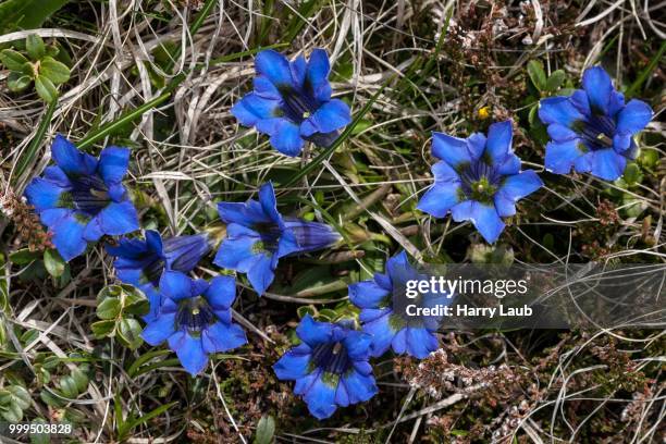 gentian (gentiana), monte gambarogno, canton of ticino, switzerland - tocino stock-fotos und bilder