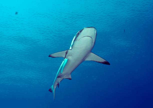 Grey Reef Shark in Palau