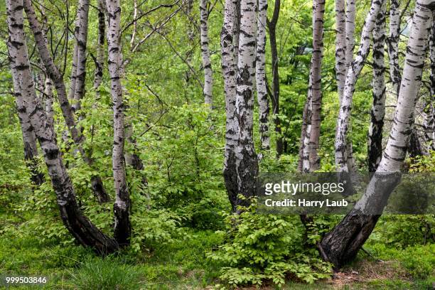 birch (betula), birch grove, birch forest in monte cambarogno, canton of ticino, switzerland - tocino stock-fotos und bilder