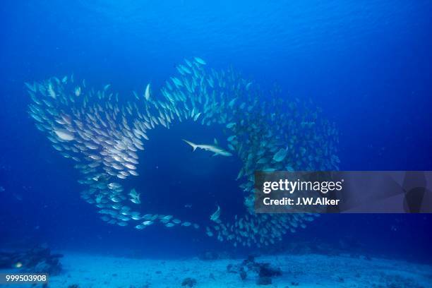 grey reef shark (carcharhinus amblyrhynchos) hunting a shoal of oxeye scads (selar boops), palau, micronesia - ray finned fish stock-fotos und bilder