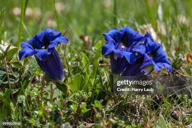 gentian (gentiana), monte gambarogno, canton of ticino, switzerland - ticino canton 個照片及圖片檔