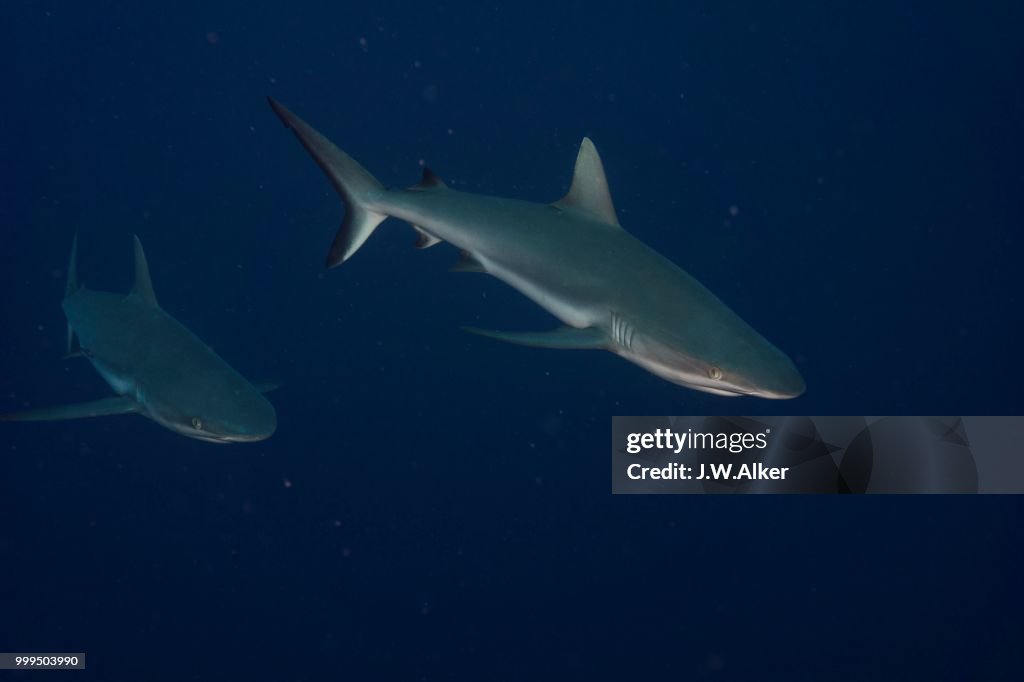 Grey reef sharks (Carcharhinus amblyrhynchos), Palau, Micronesia