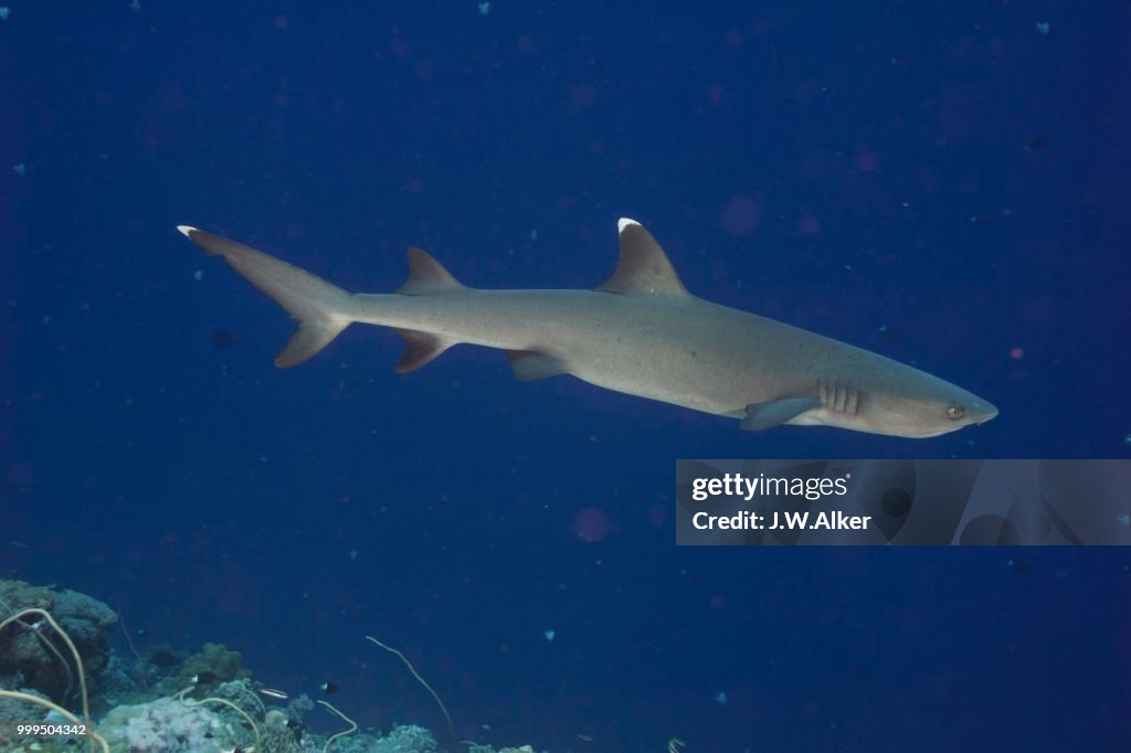 Whitetip reef shark (Triaenodon obesus), Palau, Micronesia