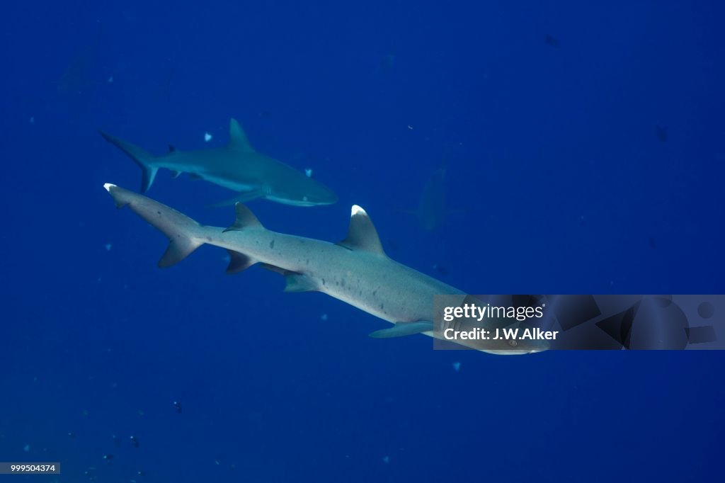 Whitetip reef shark (Triaenodon obesus), behind a Grey reef shark (Carcharhinus amblyrhynchos), Palau, Micronesia