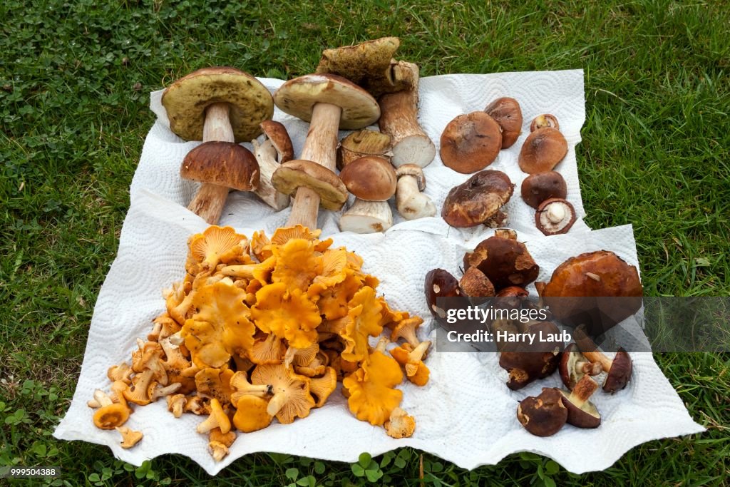 Collected porcini mushrooms (Boletus), chanterelles (Cantharellus cibarius), bay boletes (Imleria badia), butter mushrooms (Suillus luteus), Stockholm, Sweden
