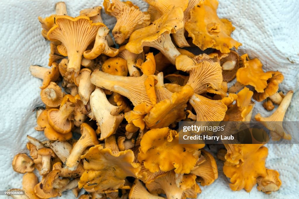 Collected chanterelles (Cantharellus cibarius), Stockholm, Sweden