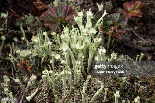 lichens (cladonia), trumpet-shaped, store mosse national park, smaland, sweden - cladonia stock pictures, royalty-free photos & images