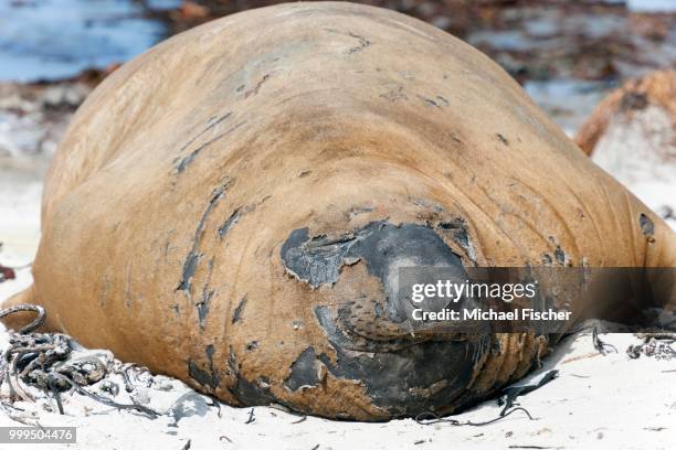 southern elephant seal (mirounga leonina), molting, carcass island, falkland islands - southern atlantic islands stockfoto's en -beelden