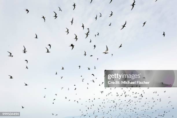 arctic terns (sterna paradisaea), sea lion island, falkland islands - southern atlantic islands stockfoto's en -beelden