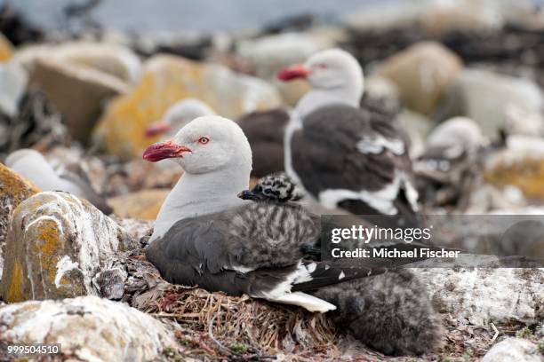 dolphin gull (leucophaeus scoresbii) with chick, sea lion island, falkland islands - isole dell'oceano atlantico meridionale foto e immagini stock