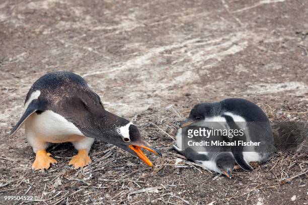 gentoo penguin (pygoscelis papua) with chick, sea lion island, falkland islands - southern atlantic islands stock pictures, royalty-free photos & images