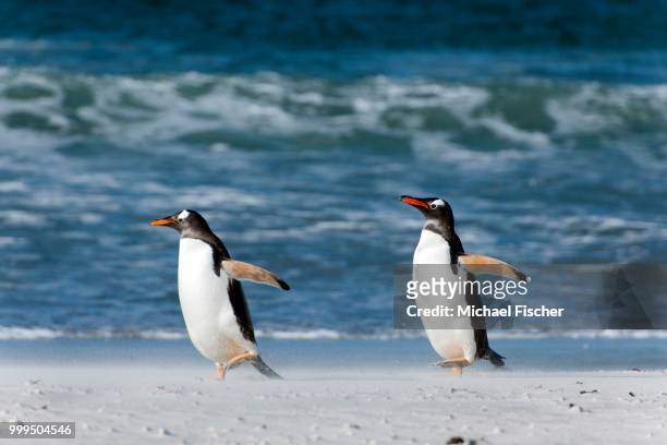 gentoo penguins (pygoscelis papua), volunteer point, east falkland, falkland islands - isole dell'oceano atlantico meridionale foto e immagini stock