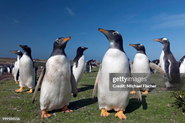 gentoo penguins (pygoscelis papua) sea lion island, falkland islands - southern atlantic islands stockfoto's en -beelden