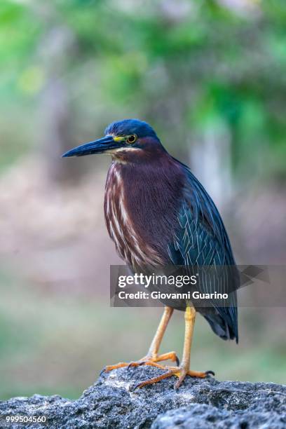 green heron (butorides virescens), santo domingo, hispaniola island, greater antilles - domingo stock-fotos und bilder