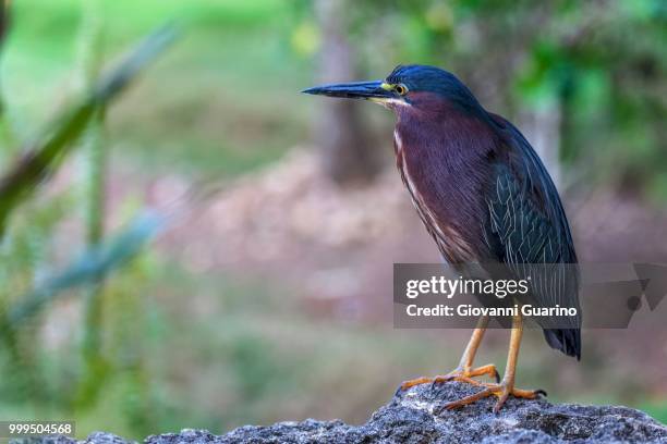 green heron (butorides virescens), santo domingo, hispaniola island, greater antilles - domingo stockfoto's en -beelden