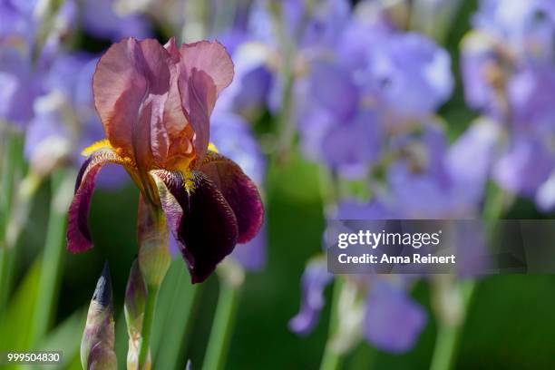bearded iris, iris barbata hybrid (iris) - bearded iris stock pictures, royalty-free photos & images