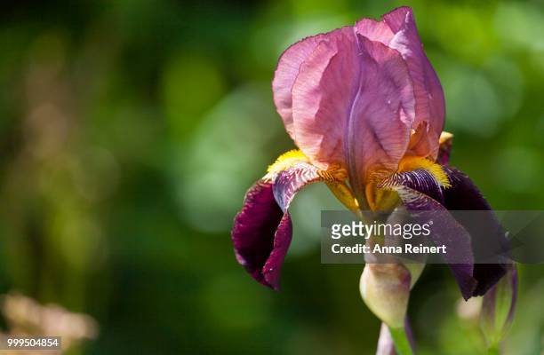 bearded iris, iris barbata hybrid (iris) - bearded iris stockfoto's en -beelden