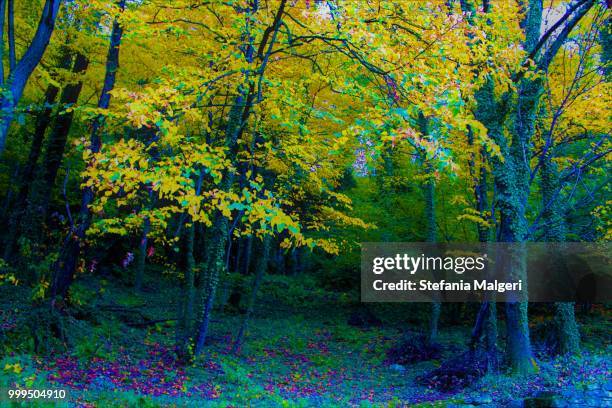 enchanted forest - stefania malgeri foto e immagini stock