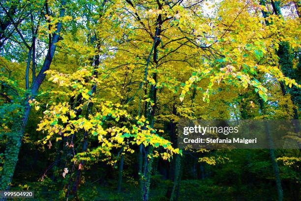 autumn forest - stefania malgeri foto e immagini stock