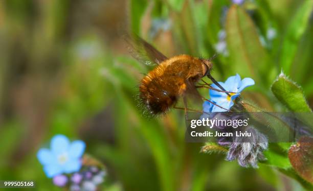 greater bee fly 1 - greater than stock-fotos und bilder