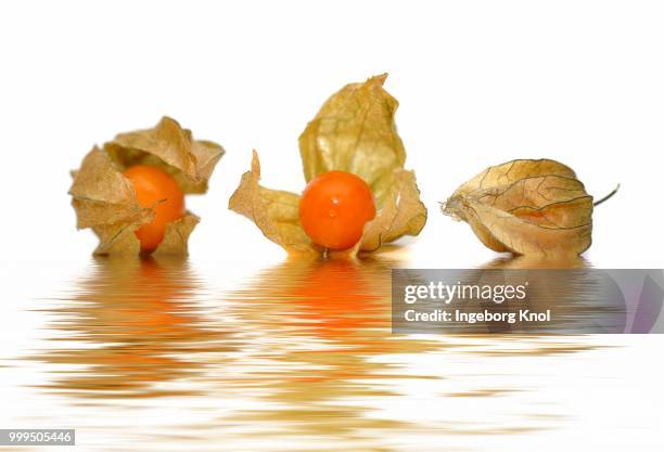 three physalis (physalis) - winter cherry stock pictures, royalty-free photos & images