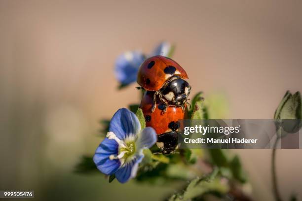 mating season - mating stock pictures, royalty-free photos & images