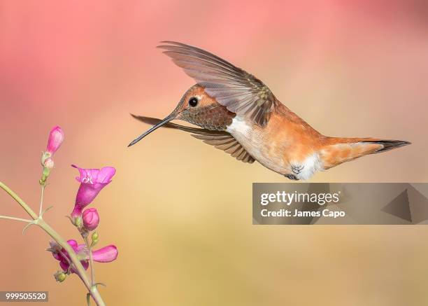 rufous hummingbird with penstemon - penstemon stock pictures, royalty-free photos & images