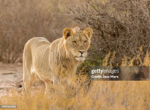kalahari mane - jaco stock pictures, royalty-free photos & images