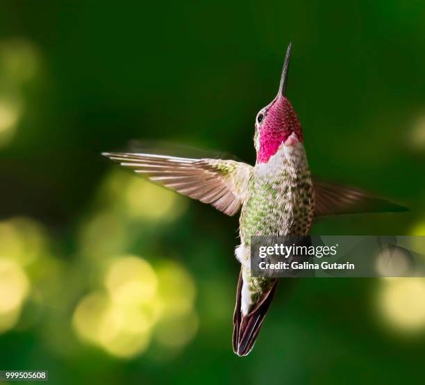 ruby throated hummingbird male in flight - ruby imagens e fotografias de stock