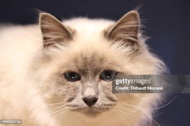 moka - moka stock pictures, royalty-free photos & images
