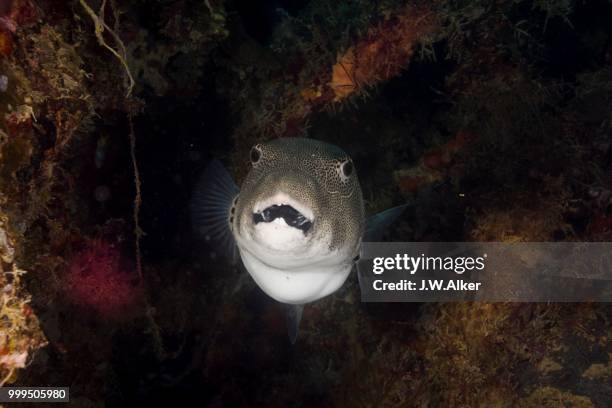 starry puffer, pufferfish (arothron stellatus), palau, micronesia - ray finned fish stock-fotos und bilder