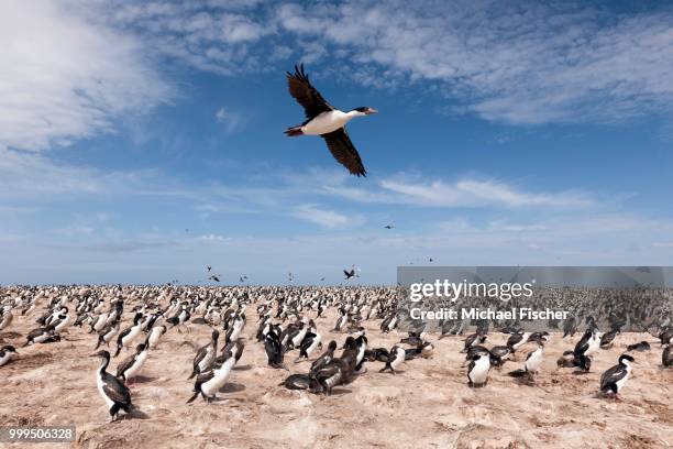 imperial shag (phalacrocorax albiventer) flying over the colony, bleaker island, falkland islands - southern atlantic islands stockfoto's en -beelden