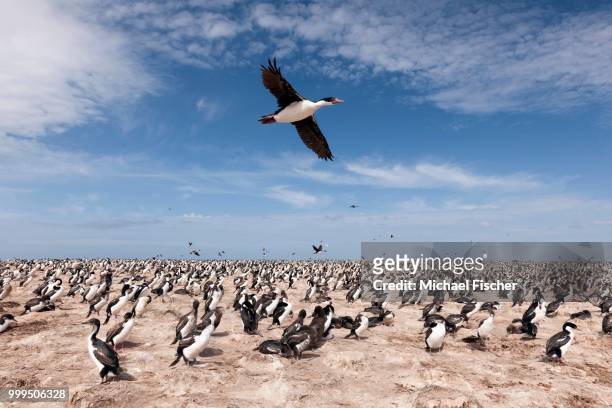imperial shag (phalacrocorax albiventer) flying over the colony, bleaker island, falkland islands - southern atlantic islands stock pictures, royalty-free photos & images