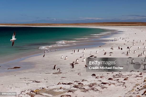 dolphin gull (leucophaeus scoresbii) on a beach with gentoo penguins (pygoscelis papua) and scattered magellanic penguins (spheniscus magellanicus), bleaker island, falkland islands - southern atlantic islands stock pictures, royalty-free photos & images