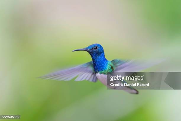 white necked jacobin - a jacobin stock pictures, royalty-free photos & images