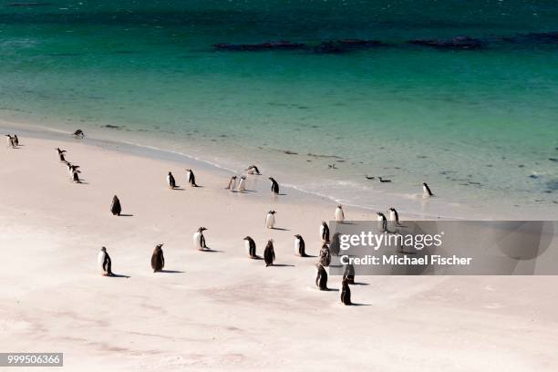 gentoo penguins (pygoscelis papua) and scattered magellanic penguins (spheniscus magellanicus), carcass island, falkland islands - isole dell'oceano atlantico meridionale foto e immagini stock