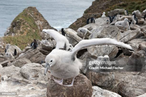 black-browed albatross (thalassarche melanophris) chicks on nest, behind southern rockhopper penguins (eudyptes chrysocome), west point island, falkland islands - southern atlantic islands stockfoto's en -beelden