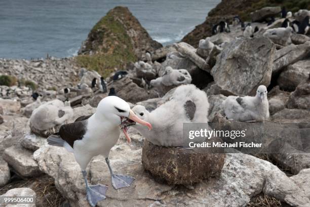 black-browed albatross (thalassarche melanophris) feeding chick on nest, behind southern rockhopper penguins (eudyptes chrysocome), west point island, falkland islands - isole dell'oceano atlantico meridionale foto e immagini stock